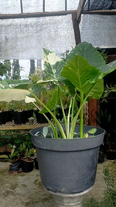 Sente Video stock 188445479