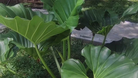 Senthe Stock Footage 168085762