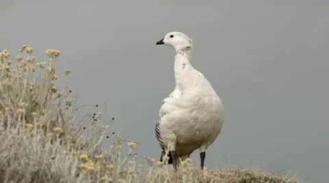 Sentinel Goose Video stock 46933499
