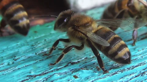 A sentinel insect stands guard over its colony. Bees guard and patrol near their Stock Footage 252565041
