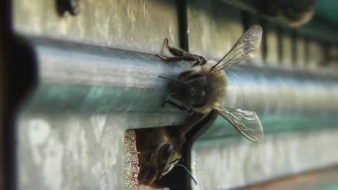 A sentinel insect stands guard over its colony. Bees guard and patrol near their Stock-Footage 262619936