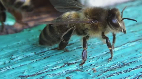 A sentinel insect stands guard over its colony. Bees guard and patrol near their Stock Footage 264281546