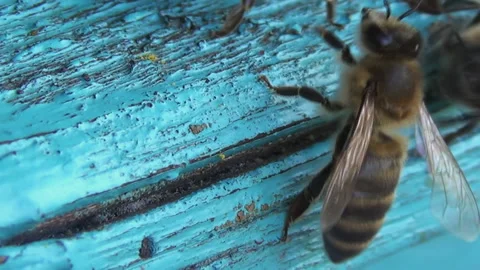 A sentinel insect stands guard over its colony. Bees guard and patrol near their Stock Footage 268216038