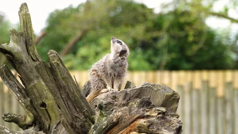A sentinel meerkat stands guard on a tree trunk. Stock Footage 304881996