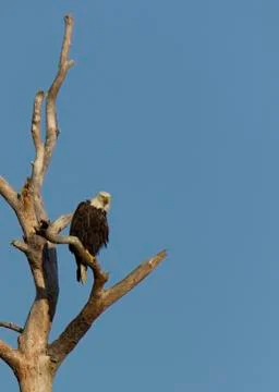 The Sentinel Stock Photos