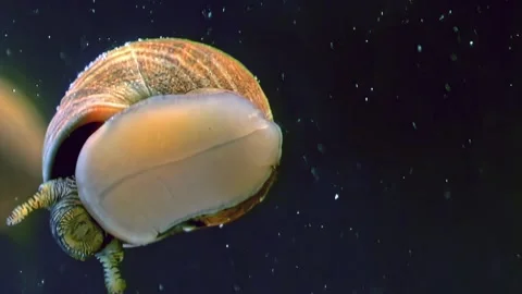 Sentinel of the Silent Waters Video stock 276138010