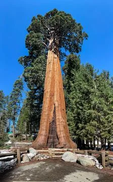 Sentinel Tree Foto stock