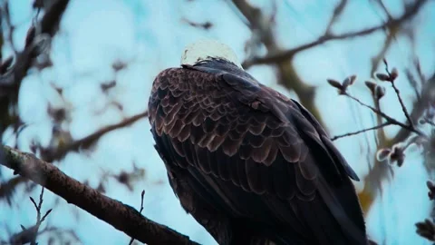 Sentinel of the Wild: Close-Up Portrait of a Bald Eagle in Winter Foliage Stock Footage 340320757