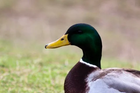 The Sentry Foto stock