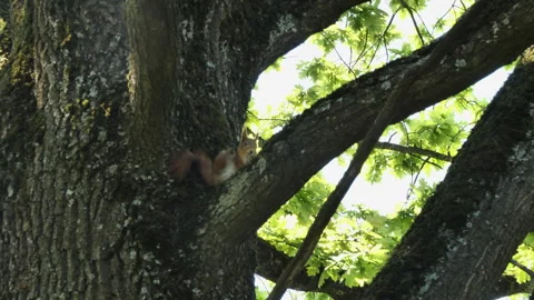 Сentury-old oak tree with a squirrel on the tree. Stock Footage 274877438