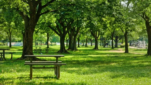 Seoul Park with Green Trees and Benches in Summer Stock Footage 340242514