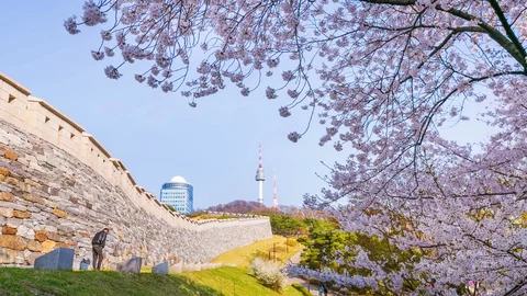 Seoul tower in Spring time  with cherry blossom tree in full bloom Stock Footage 125539714