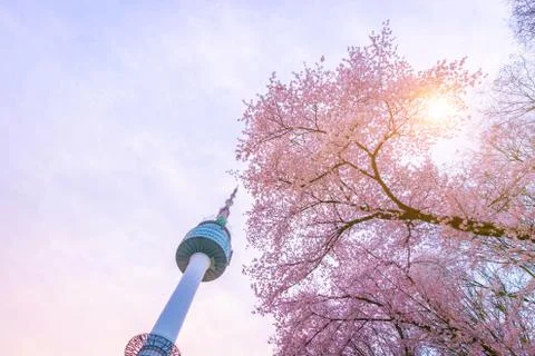 Seoul tower at Spring time with cherry blossom tree Stock Photos
