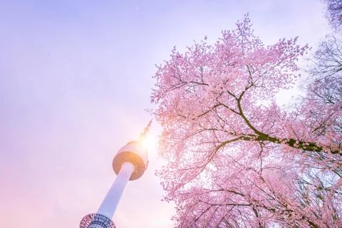 Seoul tower at Spring time with cherry blossom tree in full bloom, south Korea. Stock Photos