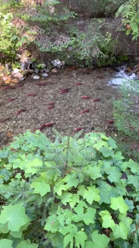 Sep 4, 2022, Nelson, BC Kokanee Salmon Run – Calm Waters (Vertical ) Stockbeeldmateriaal 309256653