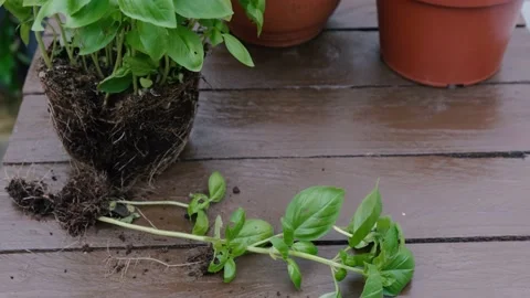 Separate and plant basil seedlings in a freshly dug garden bed Stock Footage 163680863