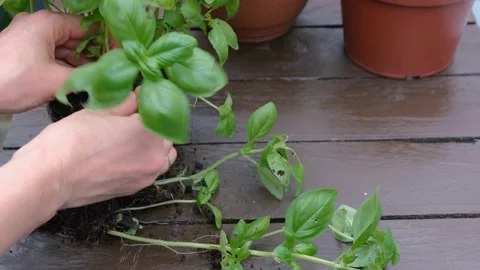 Separate and plant basil seedlings in a freshly dug garden bed Stock Footage 163681004