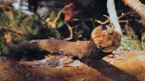 A separate branch of the tree lies on the ground Stock Footage 97409772