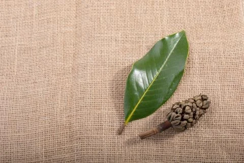 Separate dry leaf, pod and cone in view Stock-Fotos