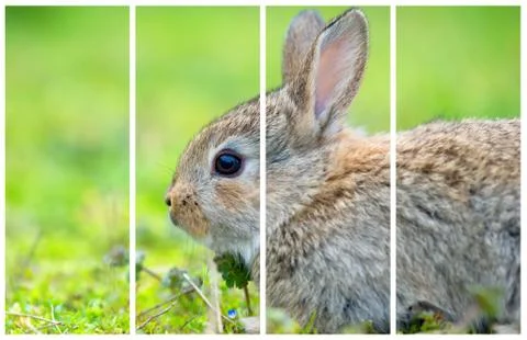 Separate frames of one photo with Little rabbit on green grass in summer day Stock Photos
