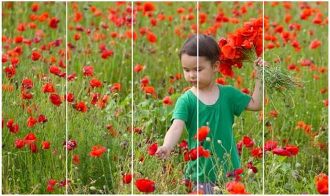 Separate frames of a photo with cute child girl in poppy field Stock Photos