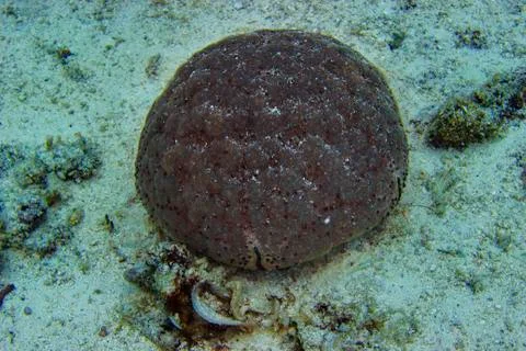 Separate growing sponge coral Stock Photos