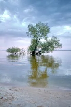 Separate growing tree in water against cloudy sky and water surface, beauty.. Stock Photos