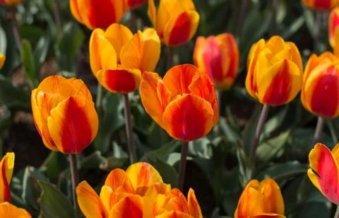 Separate large flowers tulips in spring garden closeup Stock Photos