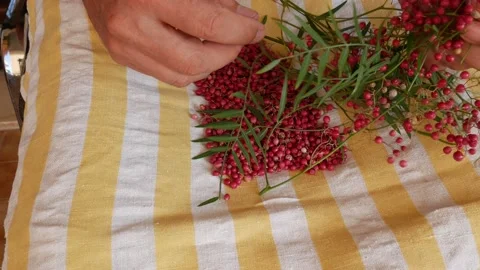 Separate the pink pepper from the leaves Stock Footage 138940996