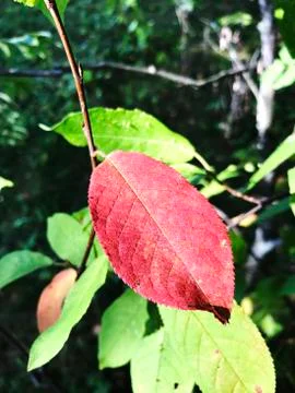 Separate the red leaf among the green leaves. Blurred background. Stock Photos