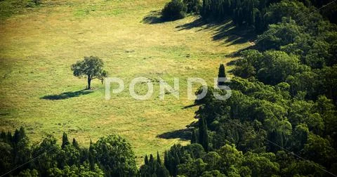 Separate tree Stock Photos