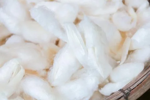 Separate White silkworm pupa in basket for making Stock Photos