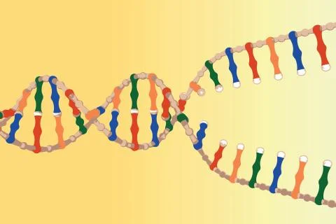 Separated DNA strands Stock Illustration