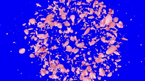 Separated Pink Rose Petals in 4K Video stock 123011294