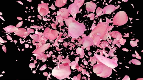 Separated Pink Rose Petals in 4K Vidéo 123011610