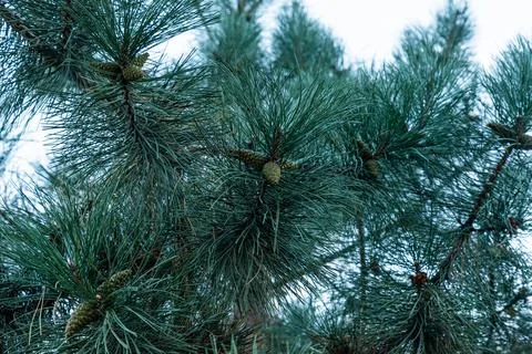Separately growing conifer in the park. Large coniferous Stock Photos