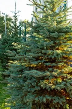 Separately growing conifer in the park. Large coniferous Stock Photos
