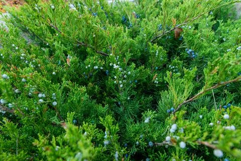 Separately growing conifer in the park. Large coniferous Foto stock