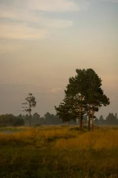 Separately standing pines on edge of the forest. Stock Photos