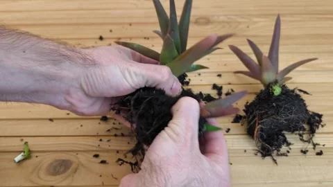 Separating and Repotting an Aloe Vera Pup - Healthy Propagation Stock-Footage 327950815