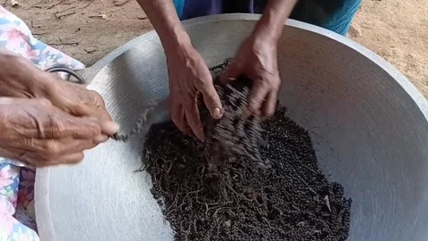 Separating Black Pepper Processing Dried Peppercorns Stock Footage 339251157