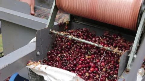 Separating Coffee Beans from Pul Stock Footage 59801626