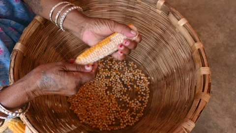 Separating corn seeds from corn cobs. Stock Footage 252801948