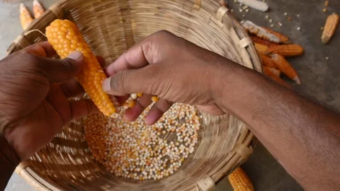 Separating corn seeds from corn cobs. Stock Footage 252802841