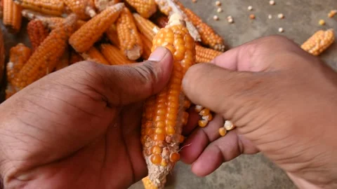 Separating corn seeds from corn cobs. Stock Footage 252803421