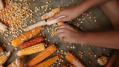 Separating corn seeds from corn cobs. Stock Footage 252991558