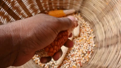 Separating corn seeds from corn cobs. Stock Footage 252991633