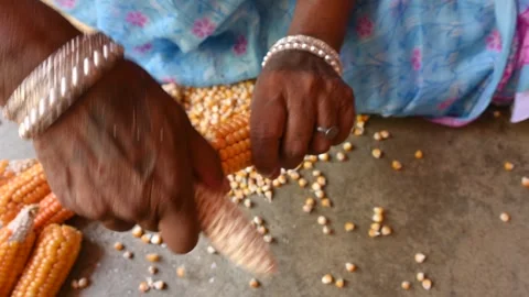 Separating corn seeds from corn cobs. Stock Footage 252991715