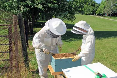 Separating Frames in a Beehive with a Hive Tool Foto stock
