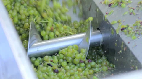 Separating grape juice and pulp Stock Footage 24690981